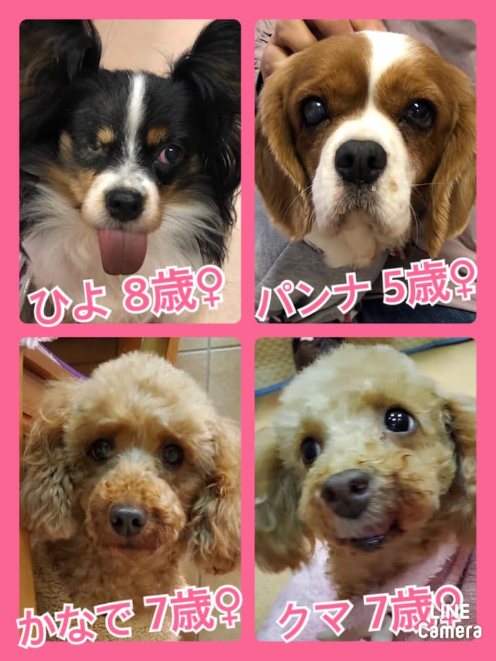 🐾今日の里親様募集中ワンコ🐶メンバーです🐾2020,11,20